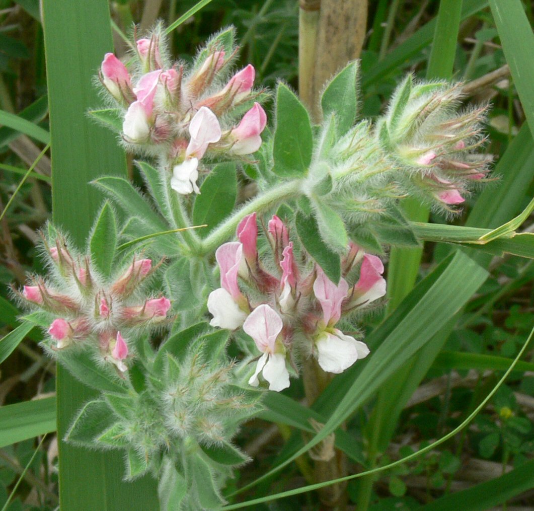 Lotus hirsutus (=Dorycnium hirsutum) / Trifoglino irsuto